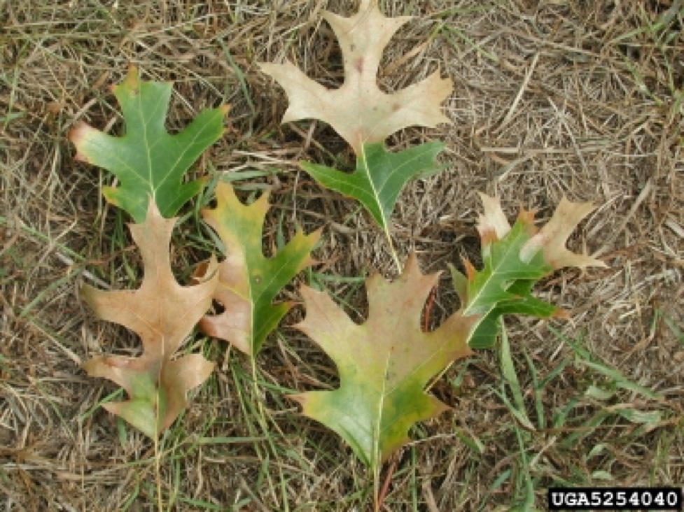 Oak wilt leaves effected – Great Lakes Now