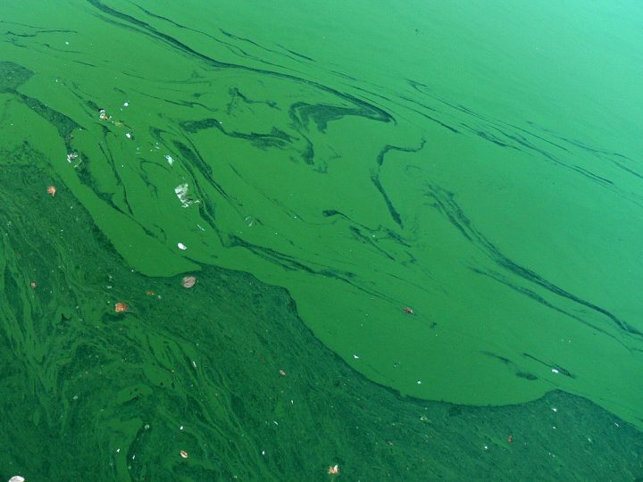 Algae Blooms in the Great Lakes | Great Lakes Now