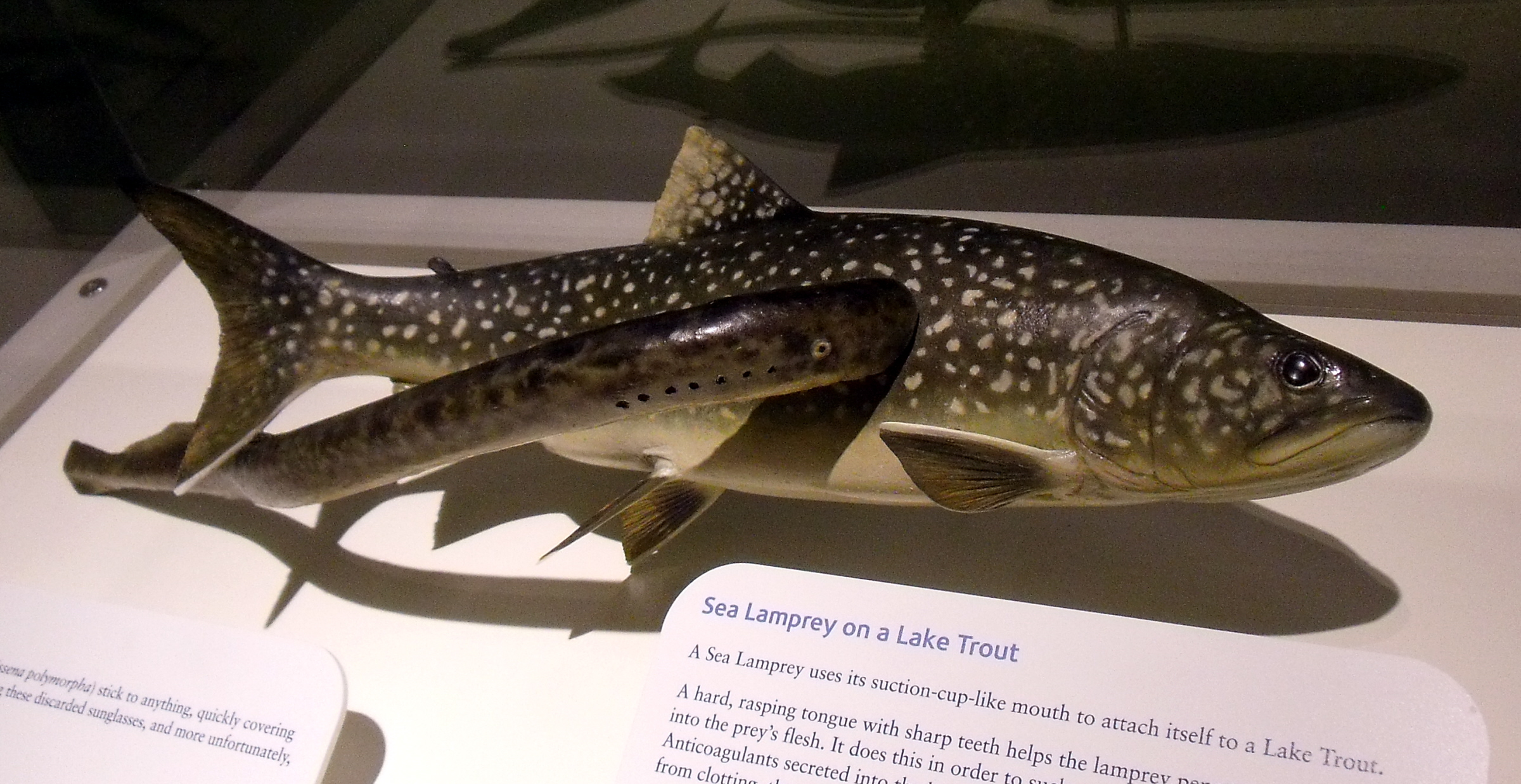 Prey Fish Species In Lake Superior Are Declining Great Lakes Now