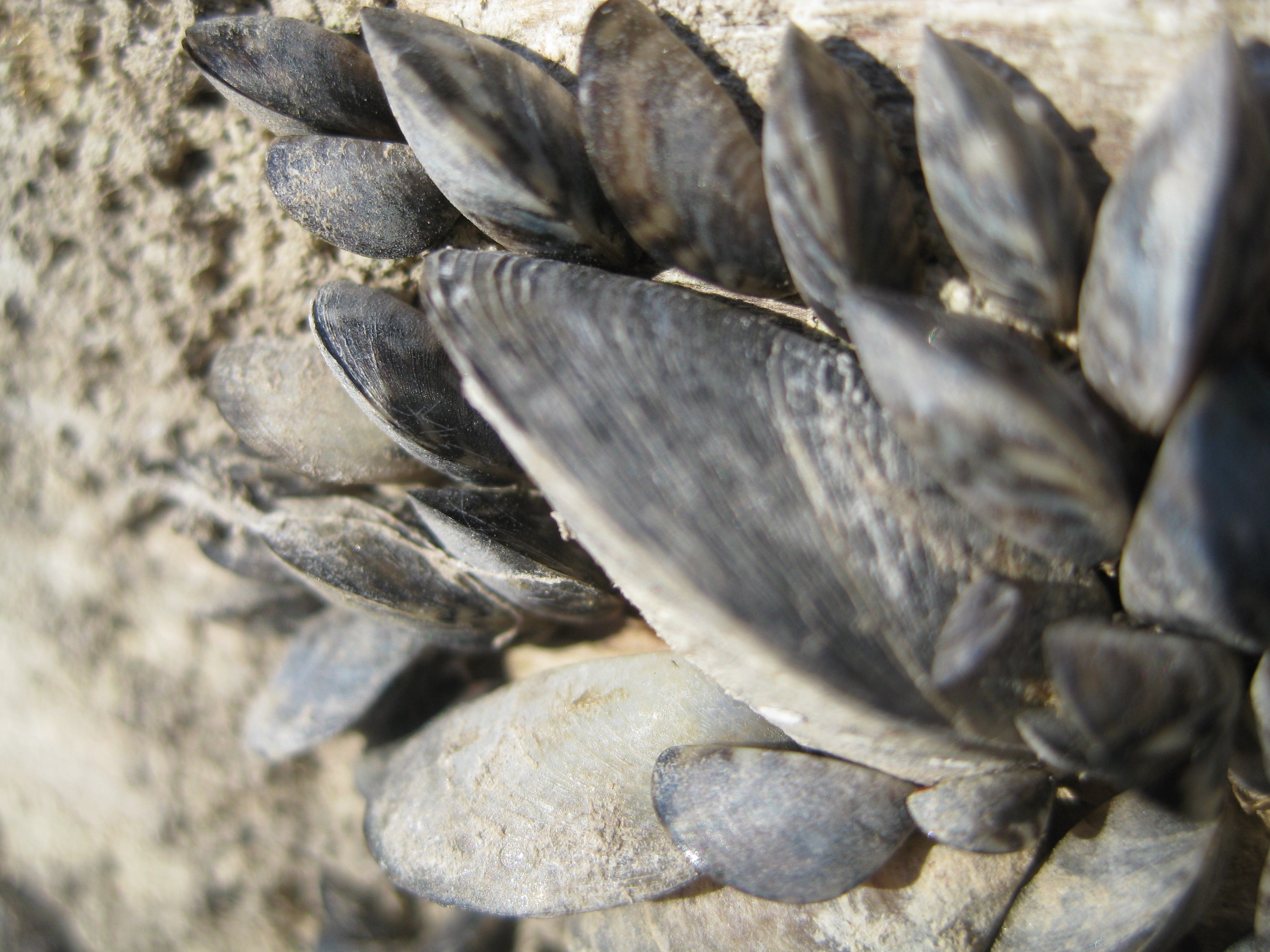 Lake Superior Zebra Mussels: “A Big Disappointing Surprise” – Great ...