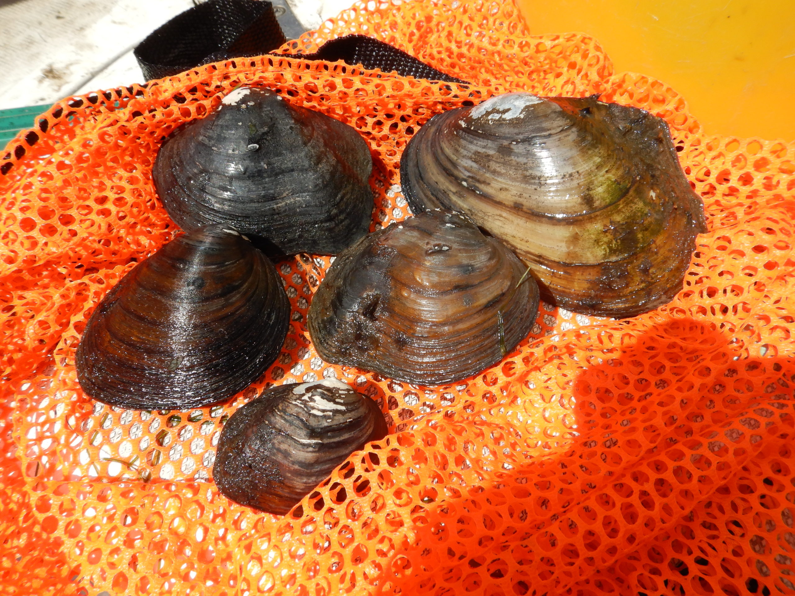 Moss Balls and Zebra Mussels - Great Lakes Research and Education