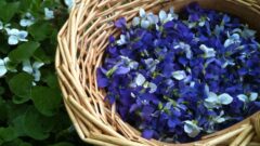 Foraging’s Spring Backyard Splendor: Dandelions and Violets
