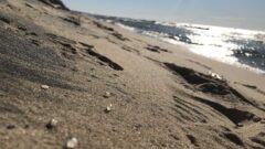 New study: Great Lakes beaches are littered with plastic trash