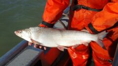 Great Lakes Moment: Detroit River’s important role in lake whitefish