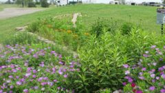 It’s OK to mow in May − the best way to help pollinators is by adding native plants