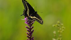 Butterflies race for state insect status