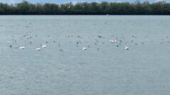 Great Lakes Moment: Birds of a feather flock together