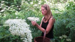 Foraged Flavors of the Sun: High Summer Wild Herbs and Plants