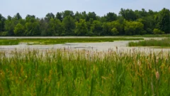 How much can wetland restoration reduce farm fertilizers getting into Lake Erie?