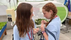 Raising monarch butterflies in Interlochen