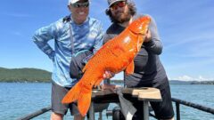 From pet to ‘monster.’ The battle to rid Michigan’s Glen Lake of giant koi