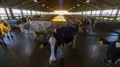 U.S. Movement to Limit CAFO Pollution Emboldened by Michigan Court Ruling