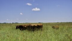 Cattle Production That Enhances Water and Environmental Quality