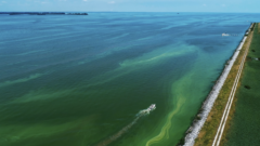 A Decade After Crisis, Algal Blooms Persist