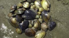 Harnessing Mussels to Filter Fresh Water