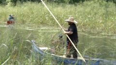 Operation Manoomin: Restoring Wild Rice along the Detroit River