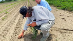 Oberlin Food Hub brings fresh produce to Ohio’s food banks while supporting local farmers