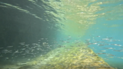 How do fish survive in large urban waterways, like the Chicago River?