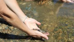 Gun Lake Tribe Releases Lake Sturgeon into Kalamazoo River for 2024 Nmé Celebration