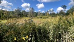 Who is working to preserve and restore wetlands in Metro Detroit?