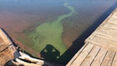 Wisconsin officials ask the public to report algal blooms in Lake Superior