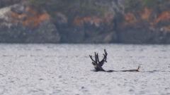 The lonely Lake Superior caribou and a lesson in limits