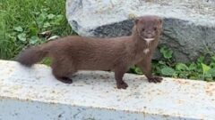 Great Lakes Moment: Mink thriving along the Detroit River