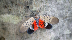 Ohio Department of Agriculture is working to stop the spread of the spotted lanternfly