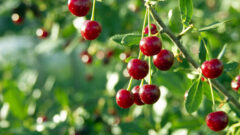 Federal aid to rescue Michigan cherry farmers after devastating crop loss