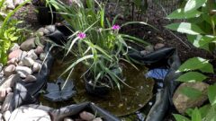 5 Reasons to Build a Backyard Frog Pond