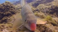 I Speak for the fish: Sammy the red-nosed sucker