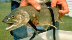 Invasive Species Control in the North American Great Lakes