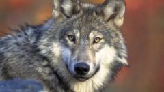 Wolves could expand across the eastern U.S. — but they might need help