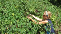 Winter Wellness Pantry: Elderberry Elixir