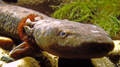 I Speak for the Fish: Why do mudpuppies matter?