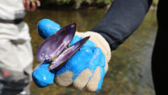 Elevated levels of radium found in Western Pennsylvania’s freshwater mussels